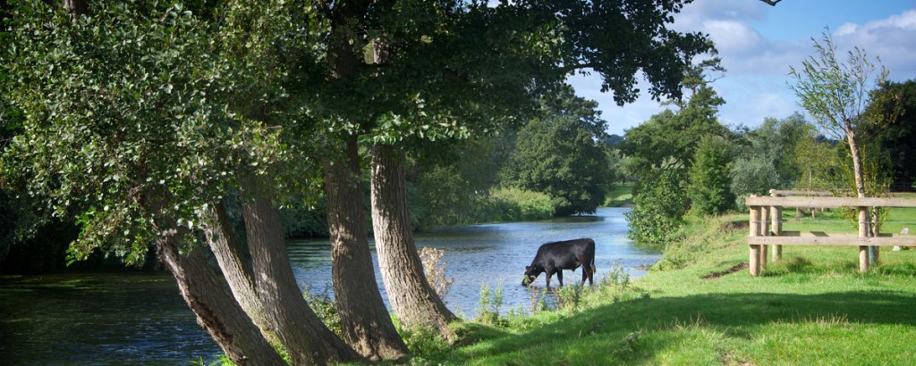 A cow wading in a stream in Dedham Vale