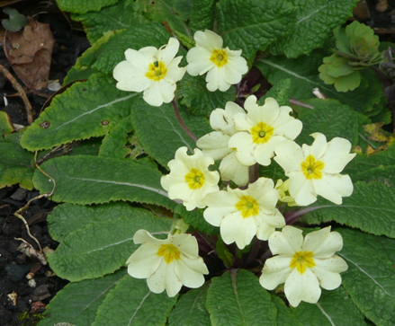 Delicate spring primroses (photo: Caroline Stevens}