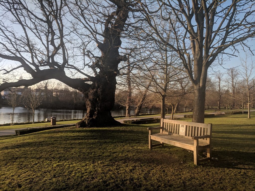View of the bench sitting by large oak tree