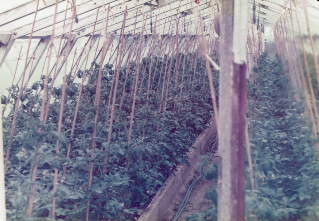 A (concrete – but that’s another story!) greenhouse in Broomfield full of tomatoes, possibly the variety Moneymaker c.1980. (Reproduced by courtesy of N. Wiffen) 