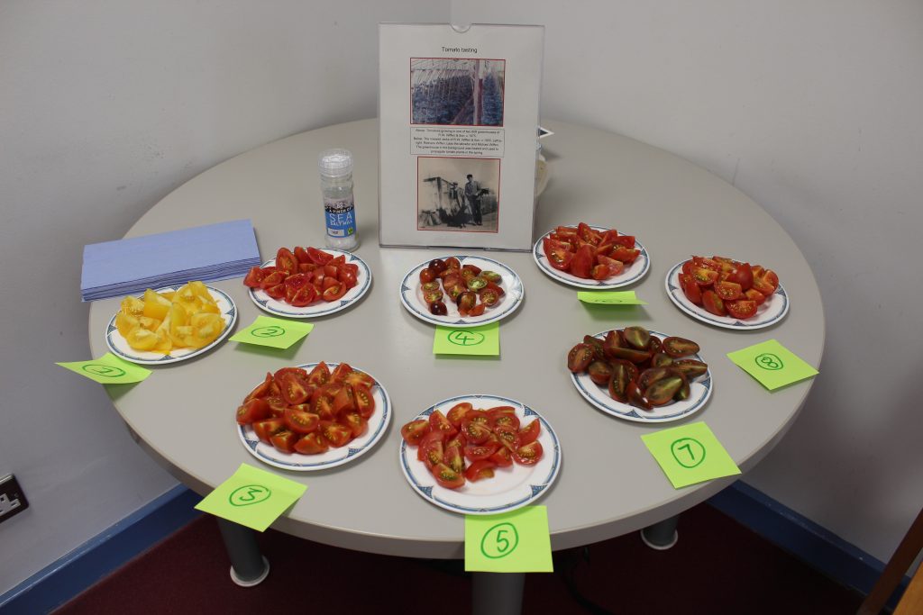 A selection of tomatoes for blind tasting by ERO Staff.